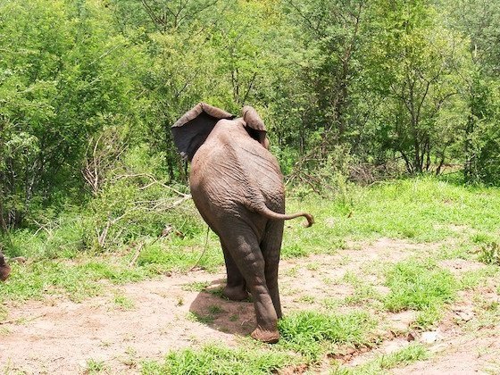 An elephant walks away along a sandy track into green bush near Victoria Falls.