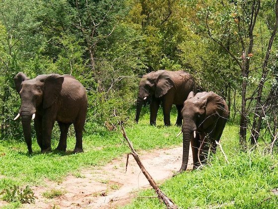Three elephants stand on a sandy track in green bush near Victoria Falls.