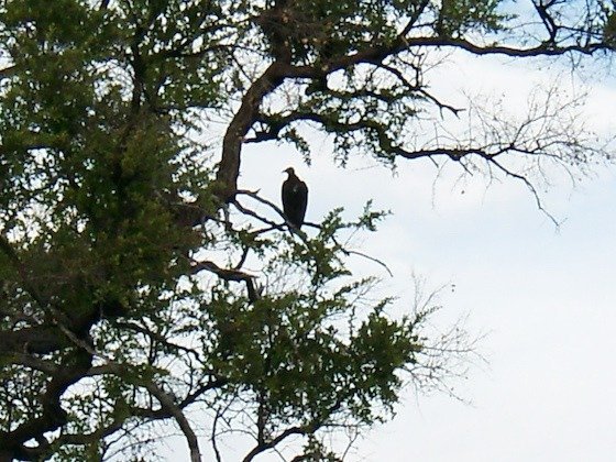 A large bird sits on a branch in a tree against a bright sky at Victoria Falls.
