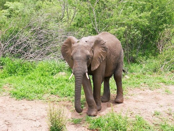 A young elephant walks on a sandy path in green bush near Victoria Falls.