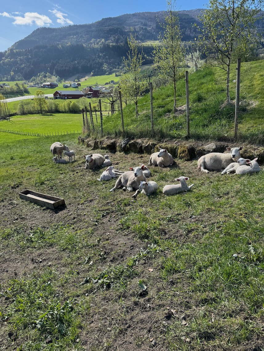 Sheep that rest in a green field near Vik, with mountains behind