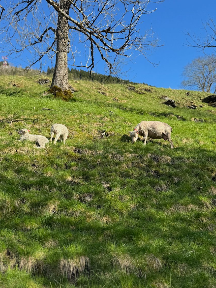 Sheep and lambs on a green slope below a bare tree in spring, at the start of the hike from Voss