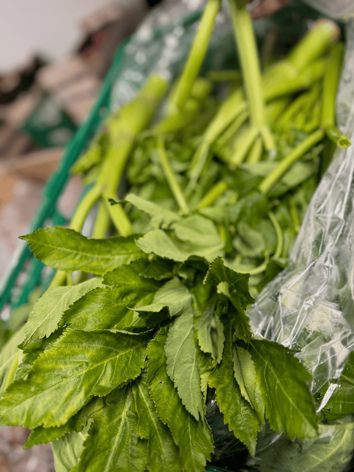 Bunch of fresh green Vossa kvanne leaves and stems in a plastic bag