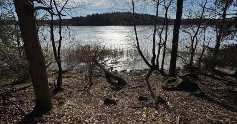 Lake seen through bare trees on a forest walk near Stockholm
