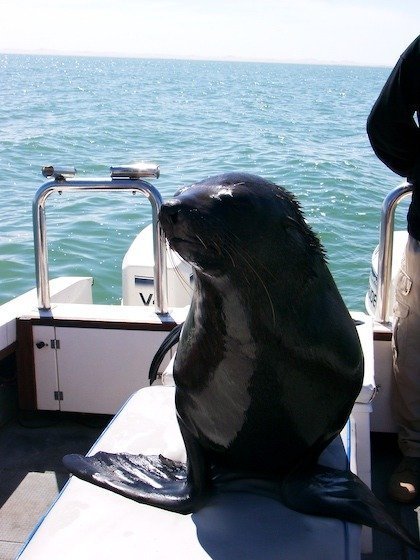 A Cape fur seal sits upright on the seat of a tour boat in Walvis Bay, Namibia.