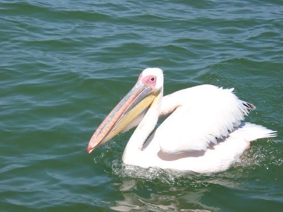 A great white pelican with a pink and yellow bill swims in the bay at Walvis Bay, Namibia.