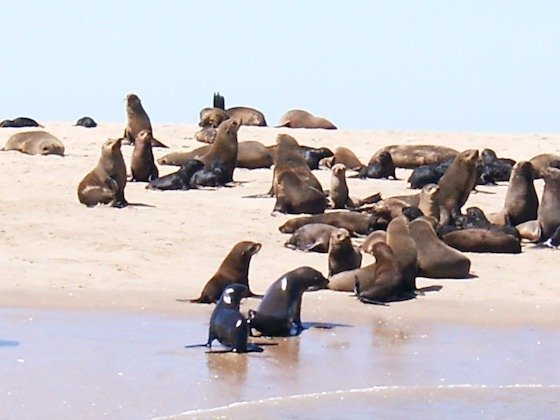 A large group of Cape fur seals rests on a sandy beach near Walvis Bay, Namibia.