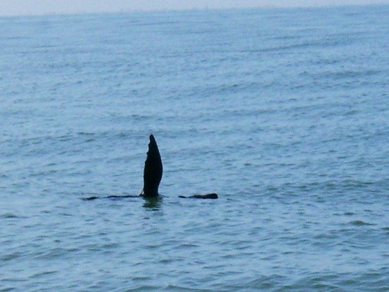 A seal lifts one flipper out of the calm water of the bay at Walvis Bay, Namibia.