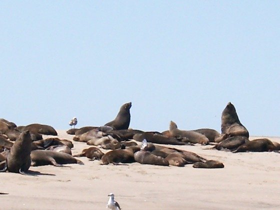 Cape fur seals and a seagull rest on a sandy beach on the coast near Walvis Bay, Namibia.