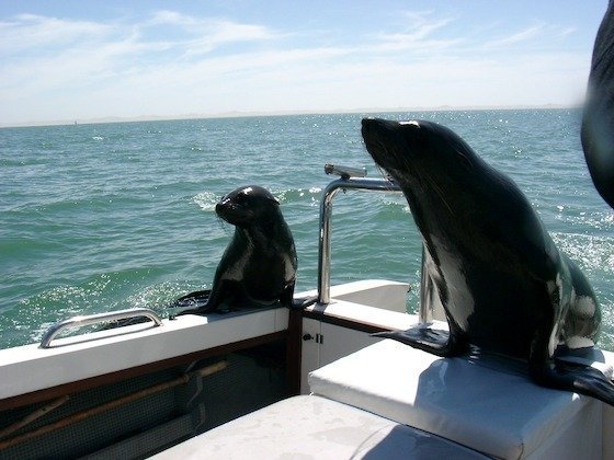 Two Cape fur seals climb onto the back of a small tour boat at Walvis Bay, Namibia.