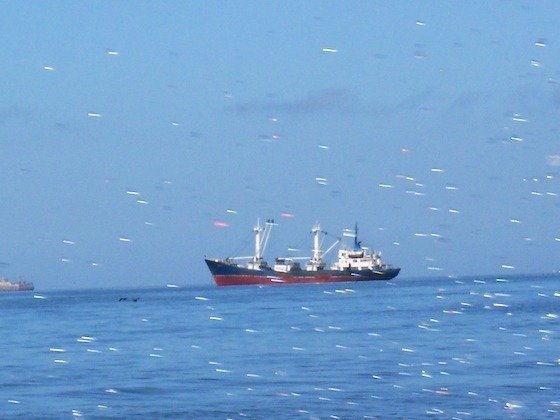 Many seabirds fly over the sea around a red fishing ship off Walvis Bay, Namibia.