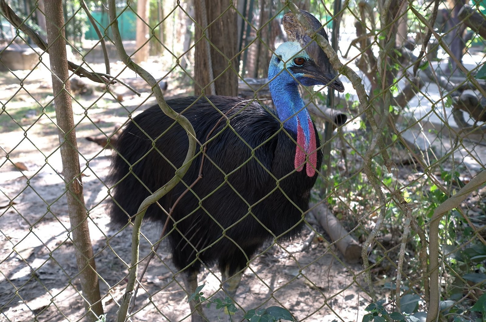 A cassowary with a blue head and red wattles stands in its enclosure at Wildlife Friends Foundation Thailand.