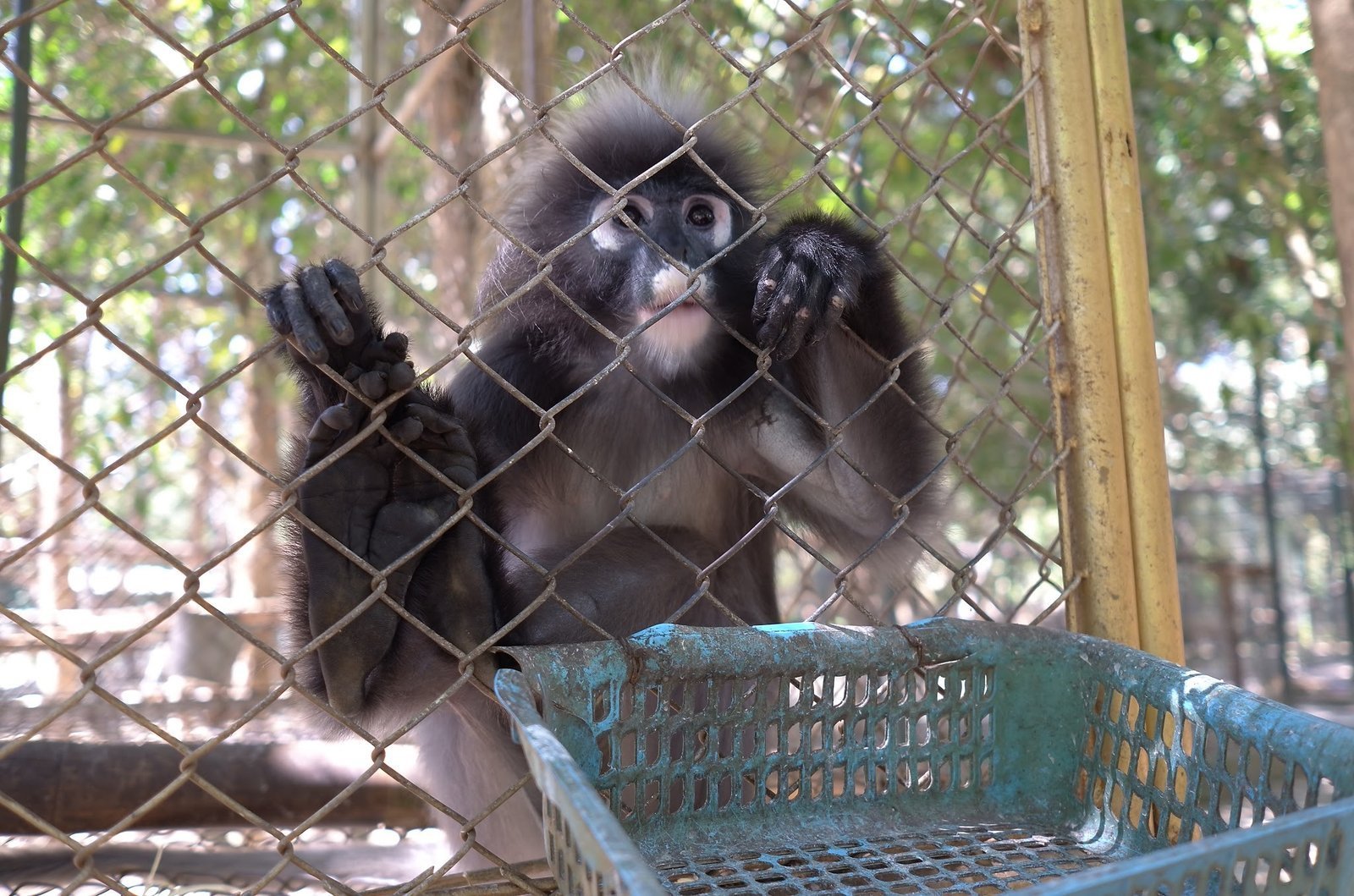 A dusky langur sits behind a basket in its enclosure at Wildlife Friends Foundation Thailand.
