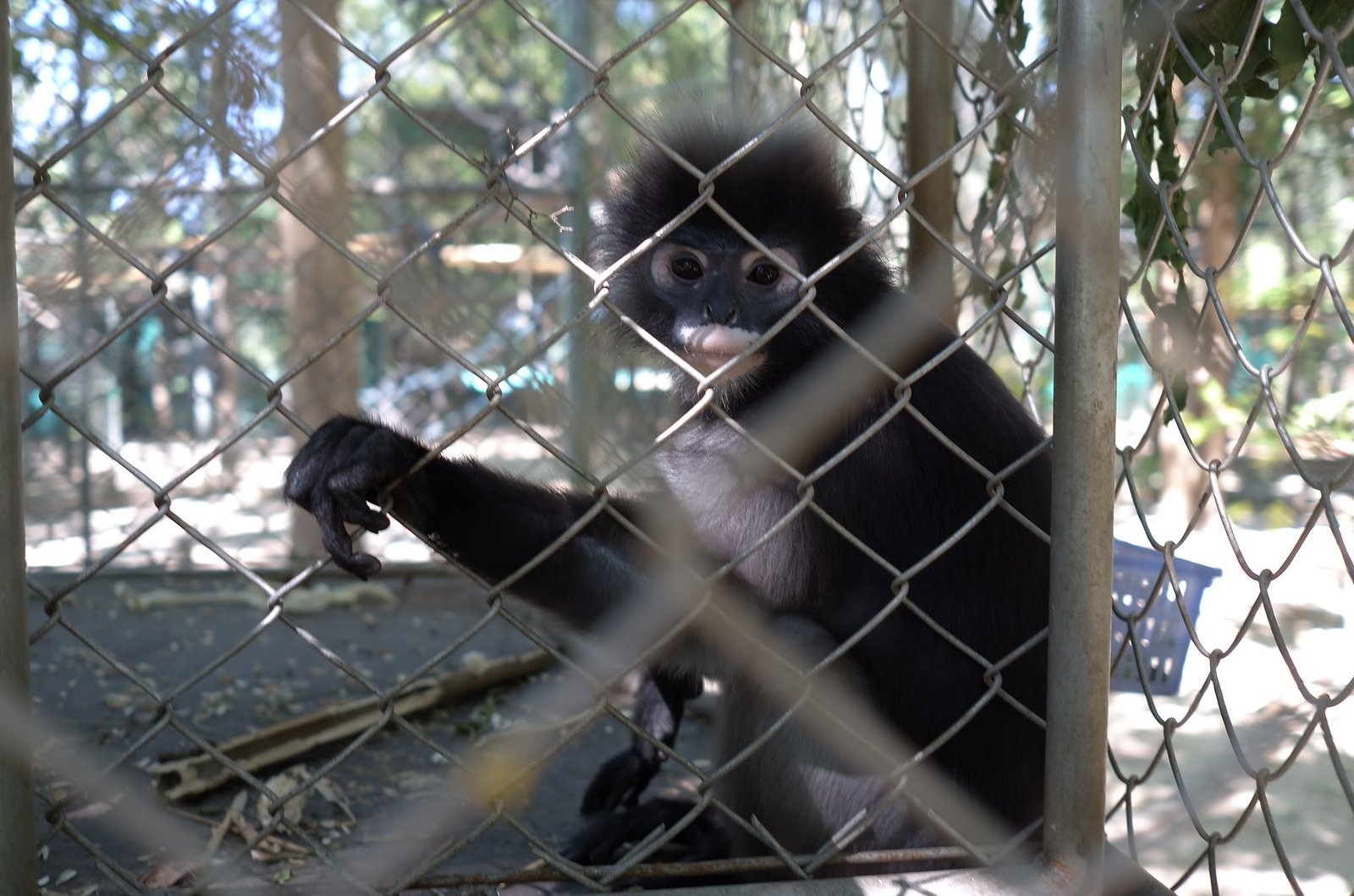 A dusky langur sits on the floor and eats leaves at Wildlife Friends Foundation Thailand.