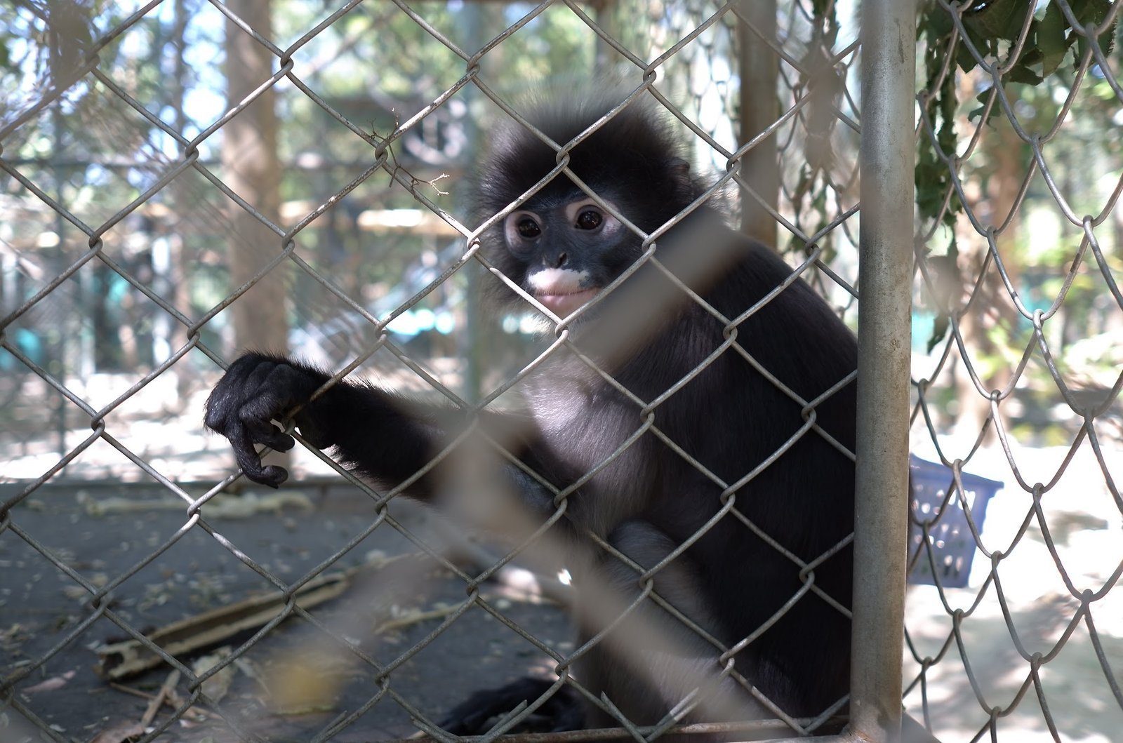 A dusky langur reaches through the wire fence at Wildlife Friends Foundation Thailand.