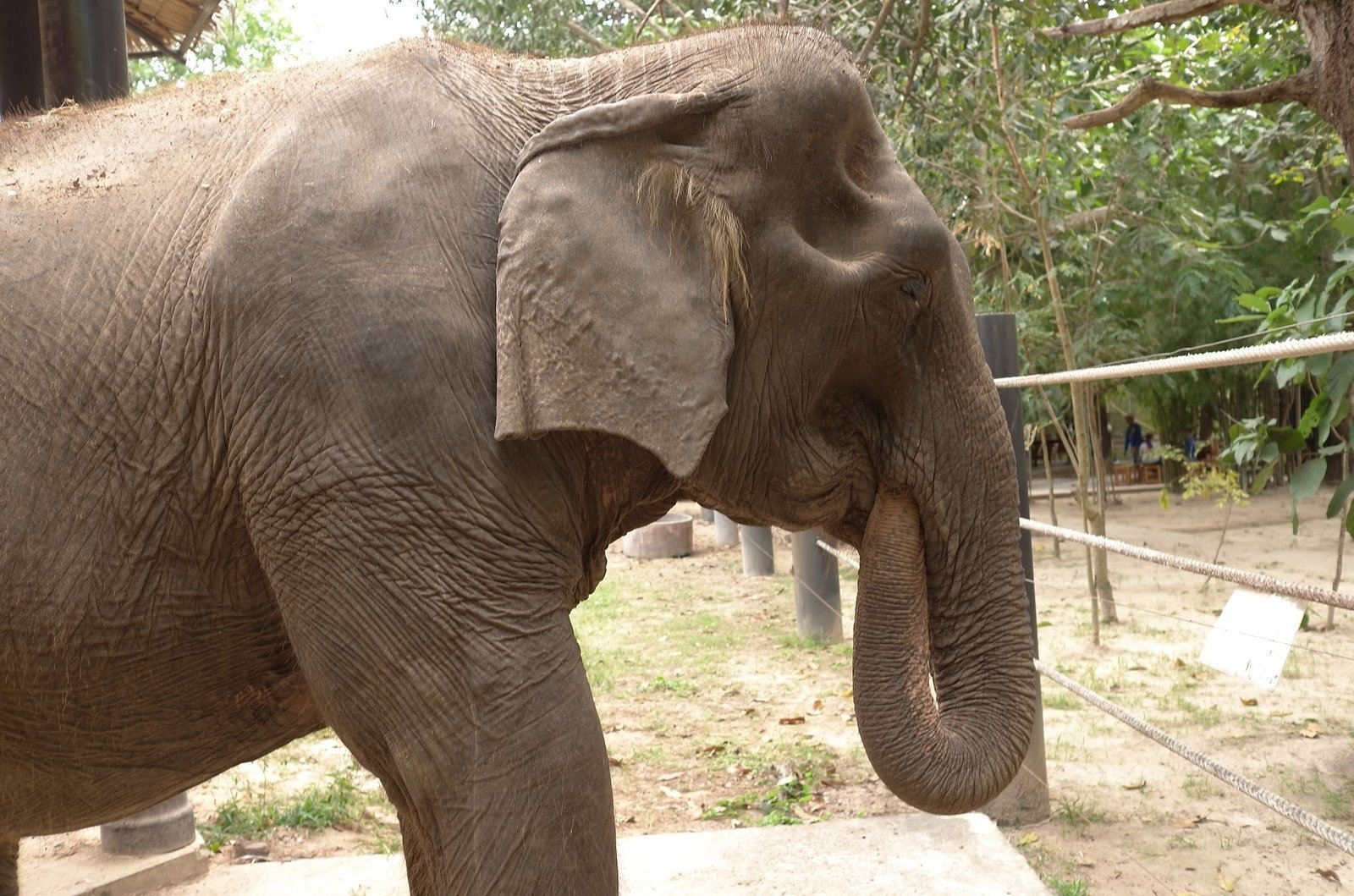 A rescued Asian elephant stands next to a fence at Wildlife Friends Foundation Thailand.