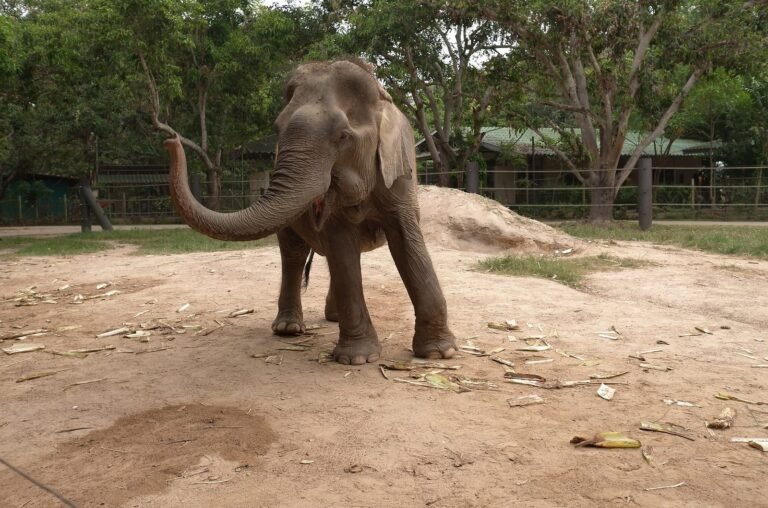 A rescued elephant raises its trunk in a sandy enclosure at Wildlife Friends Foundation Thailand.