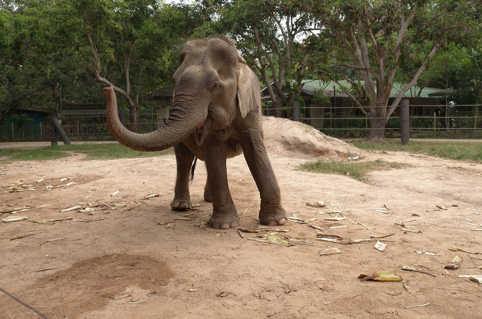 A rescued elephant raises its trunk in a sandy enclosure at Wildlife Friends Foundation Thailand.