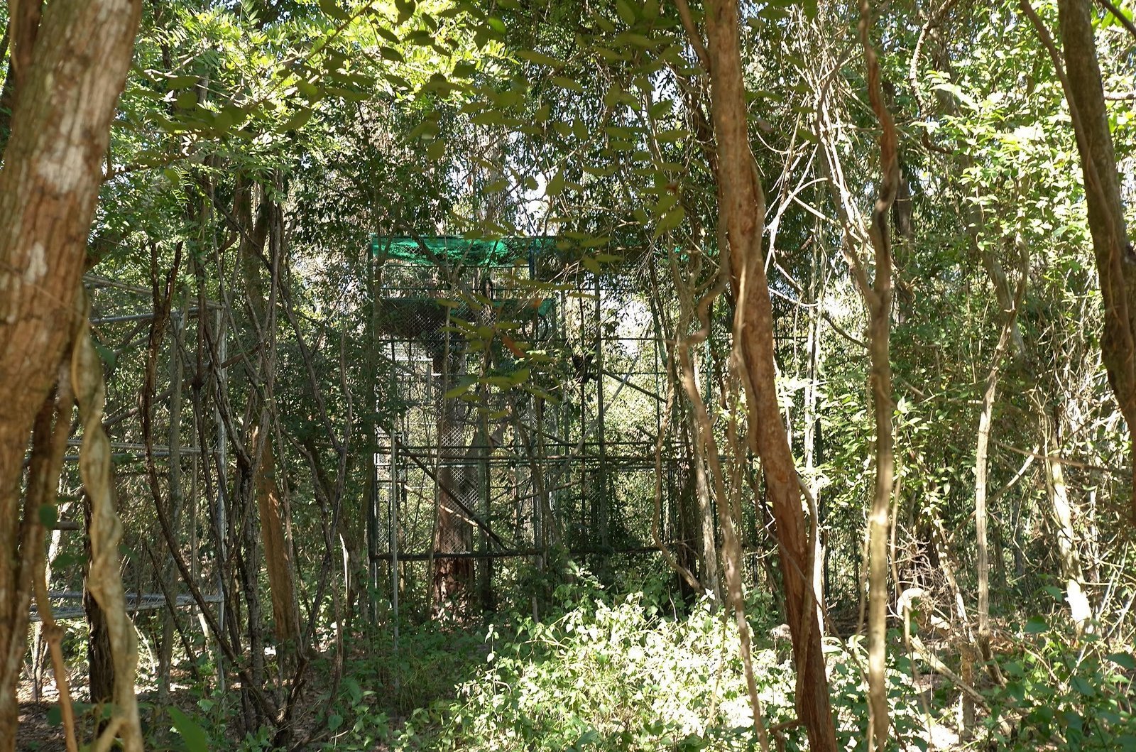A large enclosure stands among tall trees in the forest at Wildlife Friends Foundation Thailand.