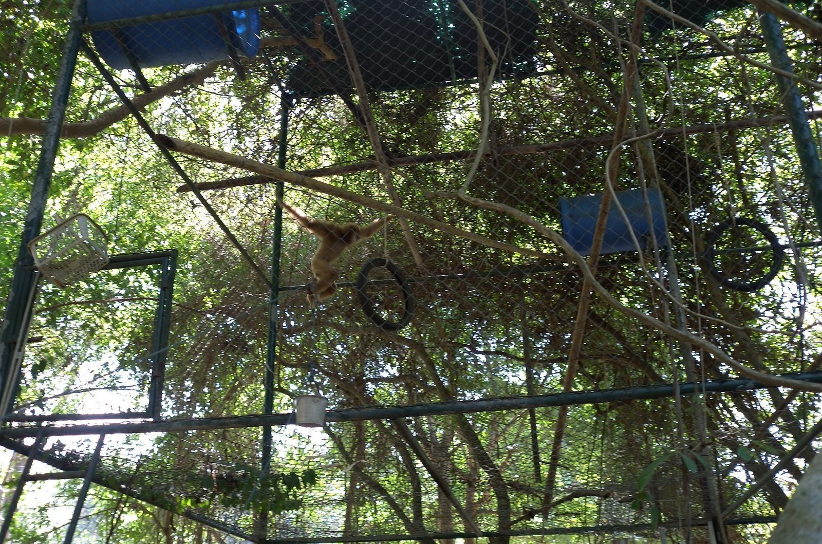A primate climbs on ropes inside a high cage at Wildlife Friends Foundation Thailand.
