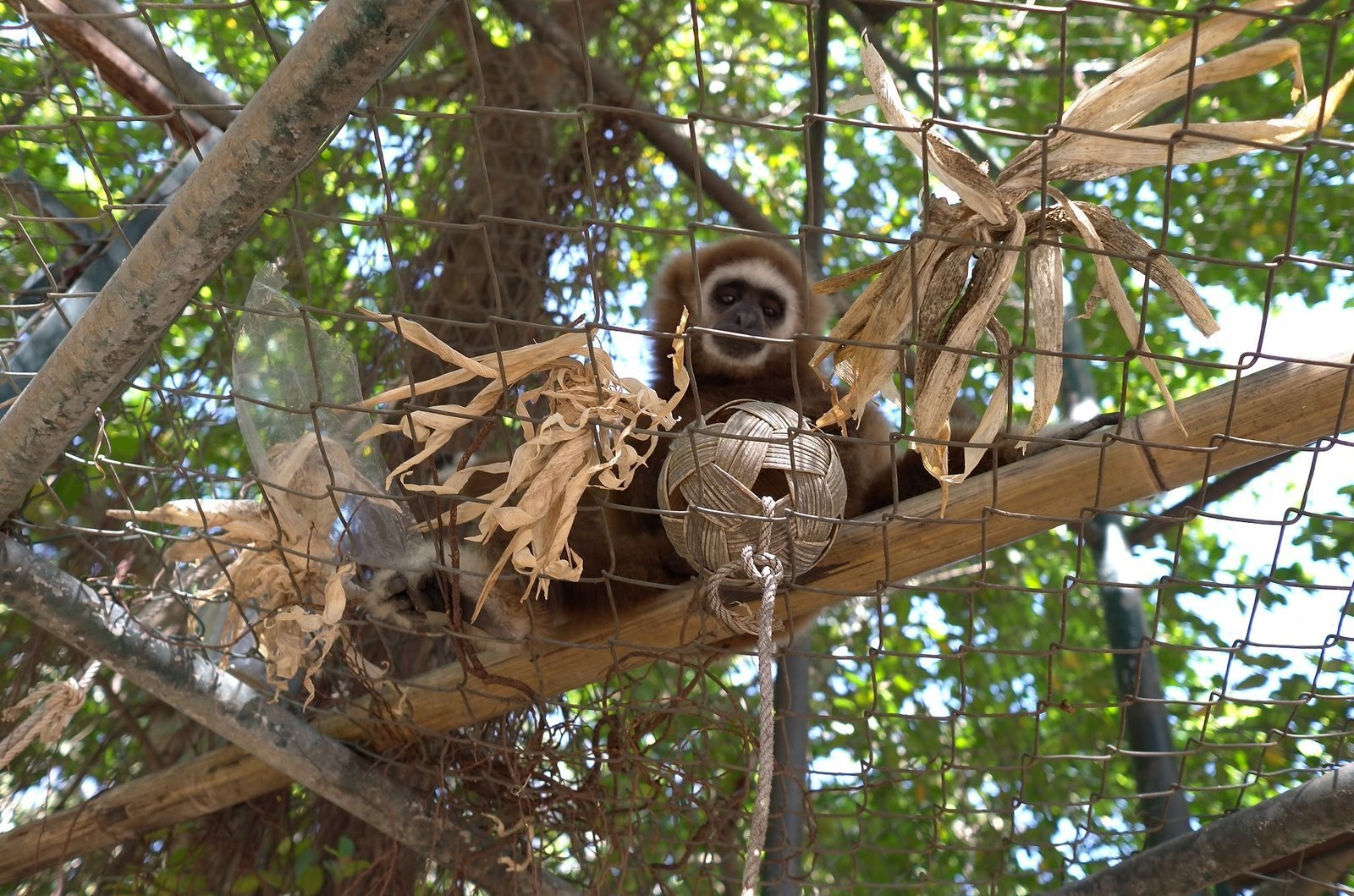 A gibbon sits on a branch next to a toy with straw at Wildlife Friends Foundation Thailand.