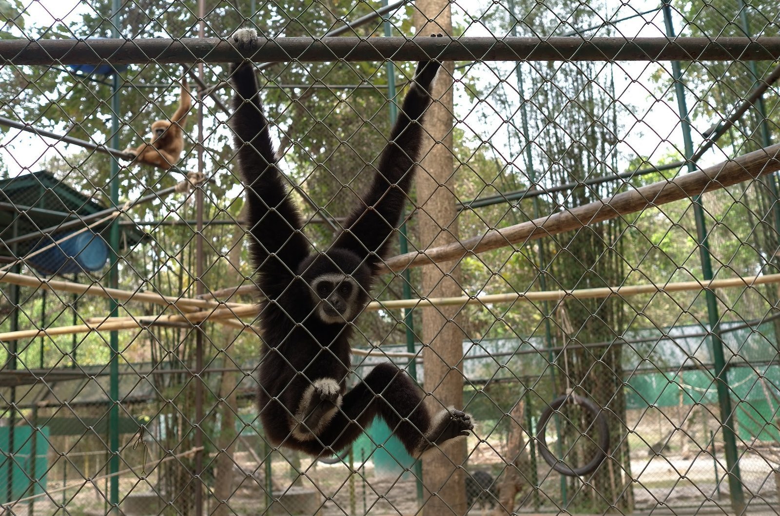A black gibbon hangs from a bar in a large cage at Wildlife Friends Foundation Thailand.