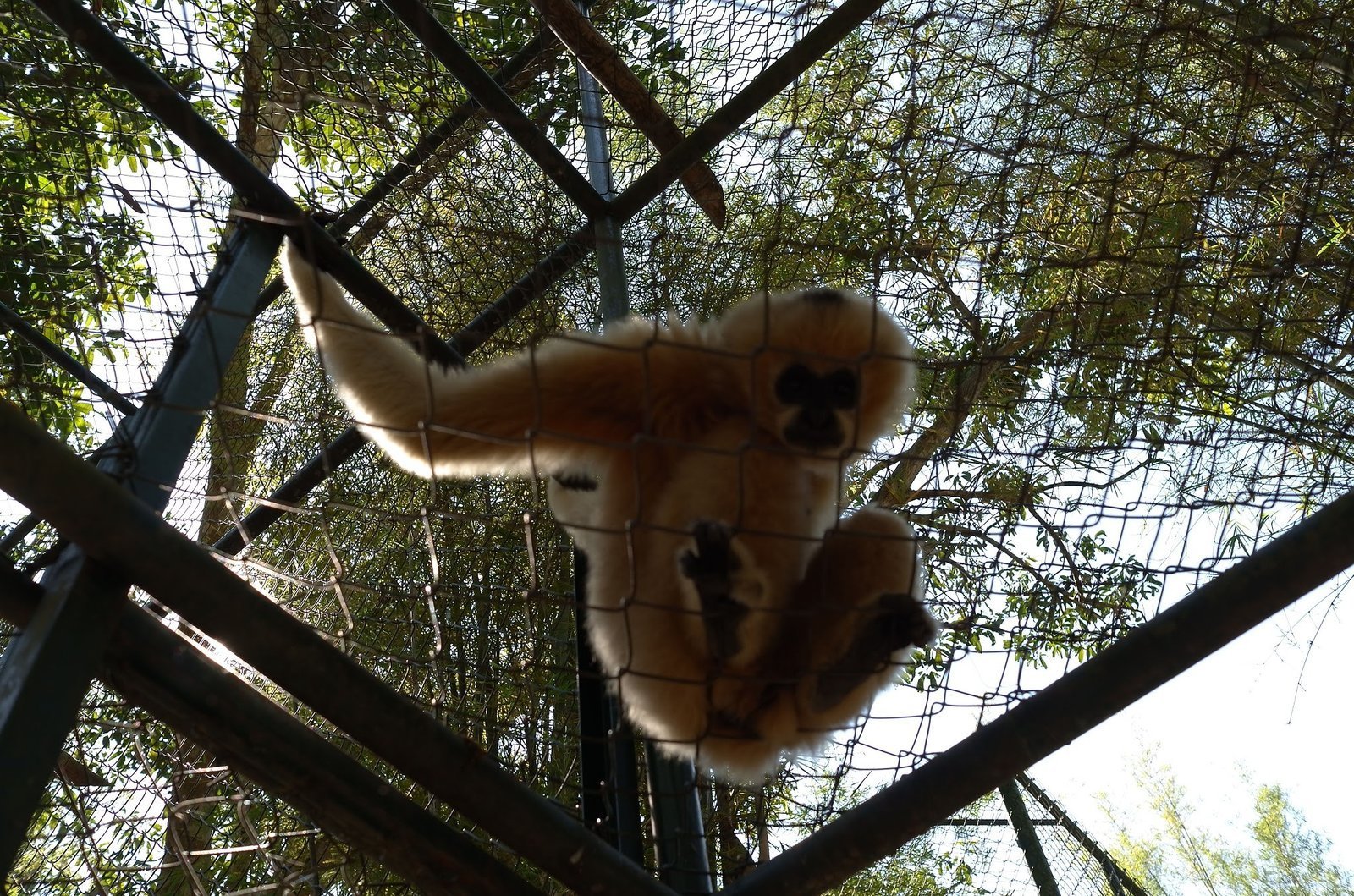 A pale gibbon climbs on the roof bars of its cage at Wildlife Friends Foundation Thailand.