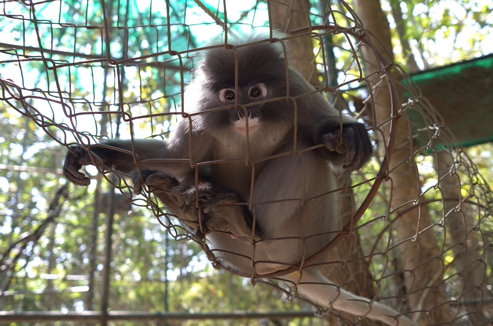 A langur sits in a net hammock in a shady enclosure at Wildlife Friends Foundation Thailand.