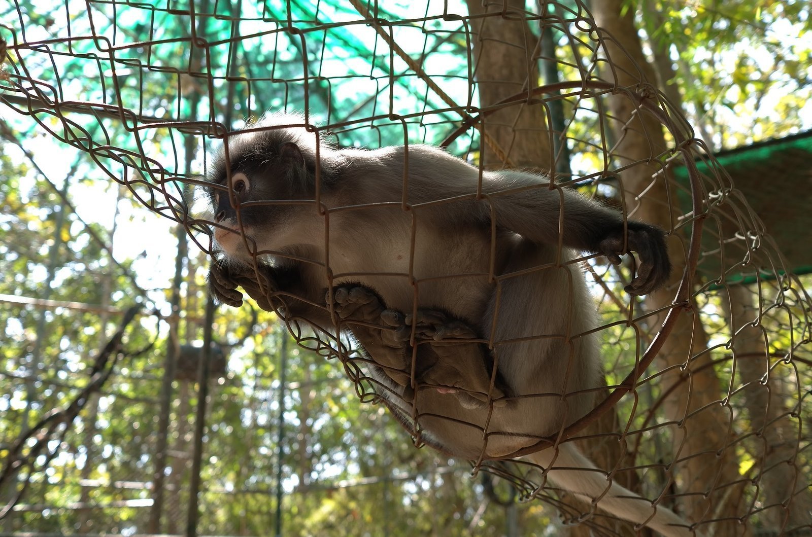 A langur climbs across a rope net in its enclosure at Wildlife Friends Foundation Thailand.