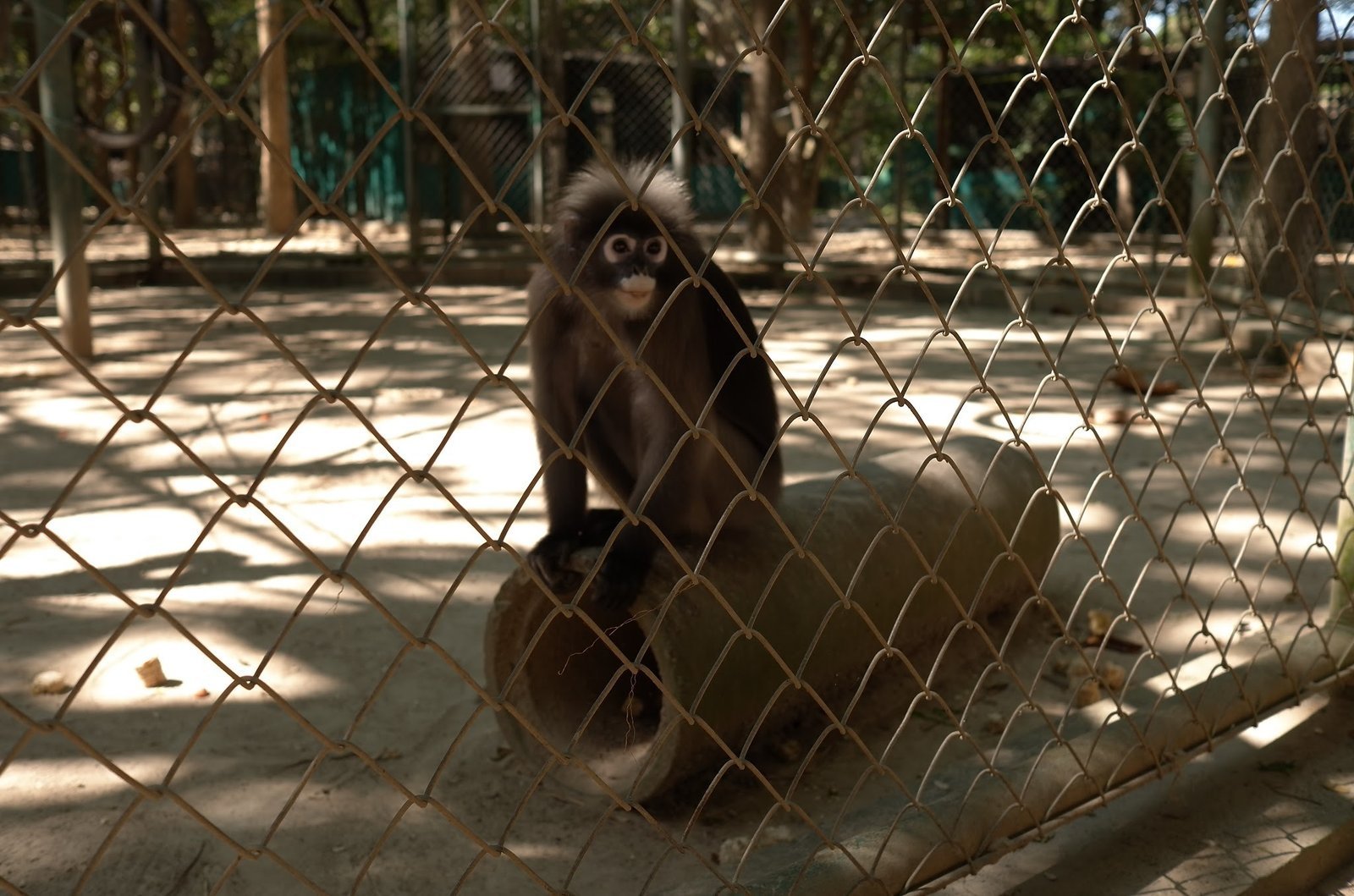 A young langur sits on a log in a sandy enclosure at Wildlife Friends Foundation Thailand.