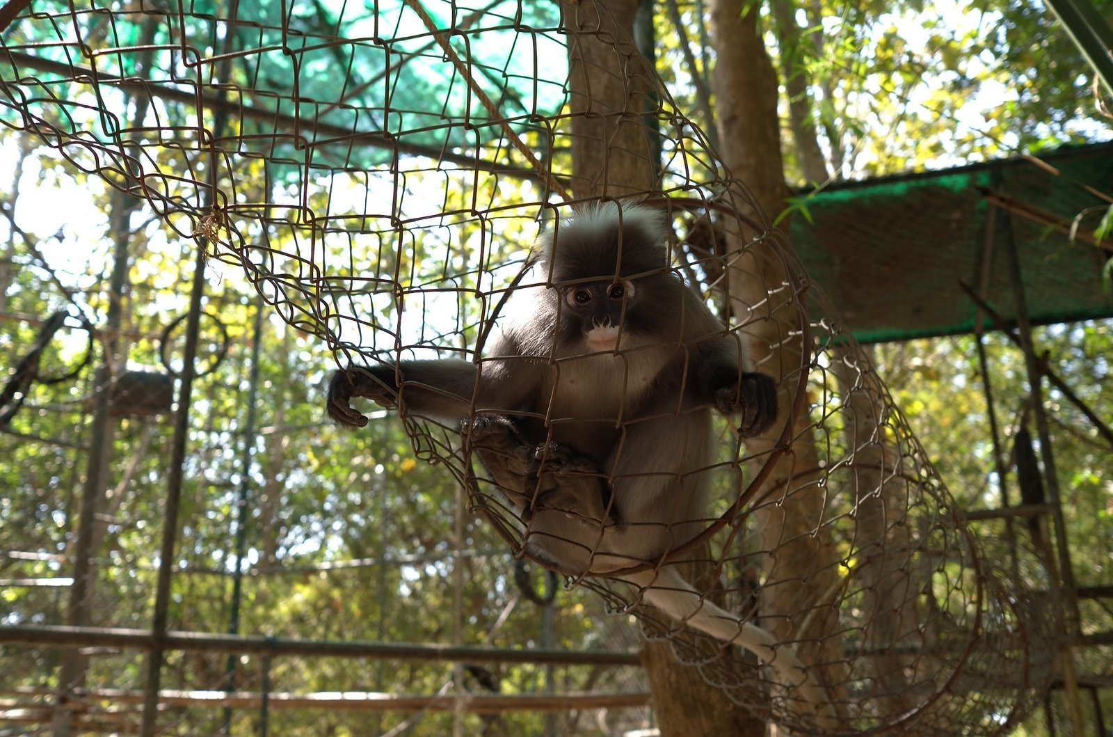 A langur holds on to a rope net between trees at Wildlife Friends Foundation Thailand.