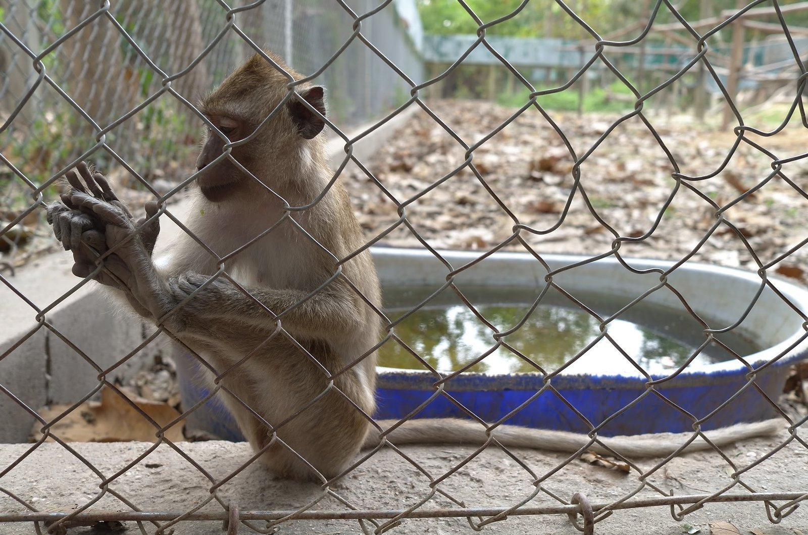A macaque holds the wire fence of its enclosure at Wildlife Friends Foundation Thailand.