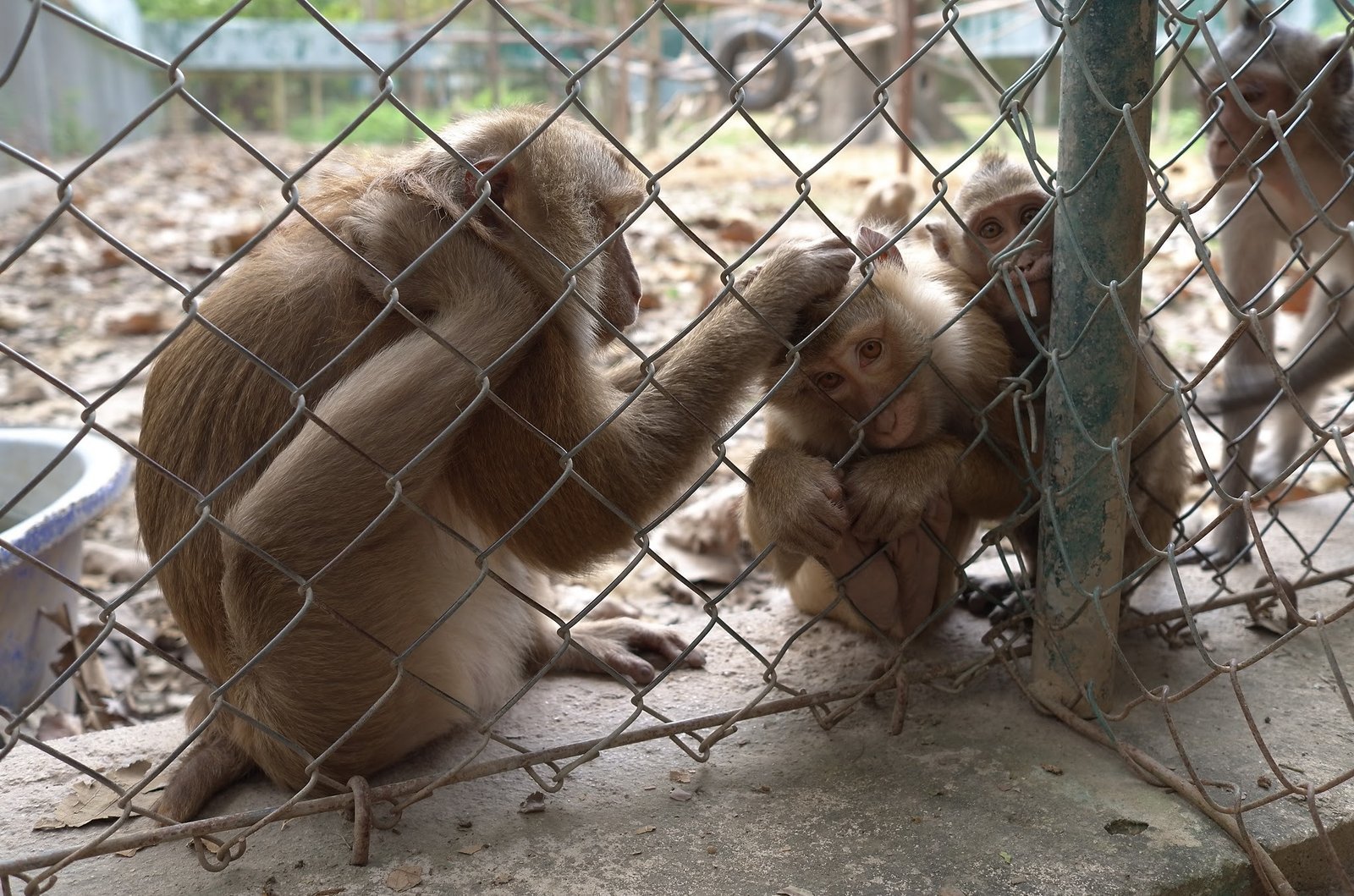 A group of macaques sits together next to a water tub at Wildlife Friends Foundation Thailand.