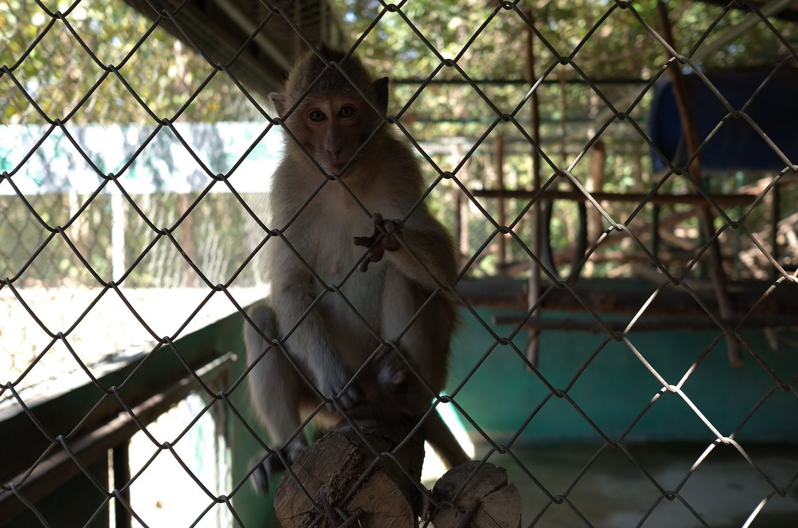 A macaque sits in the shade of its shelter at Wildlife Friends Foundation Thailand.
