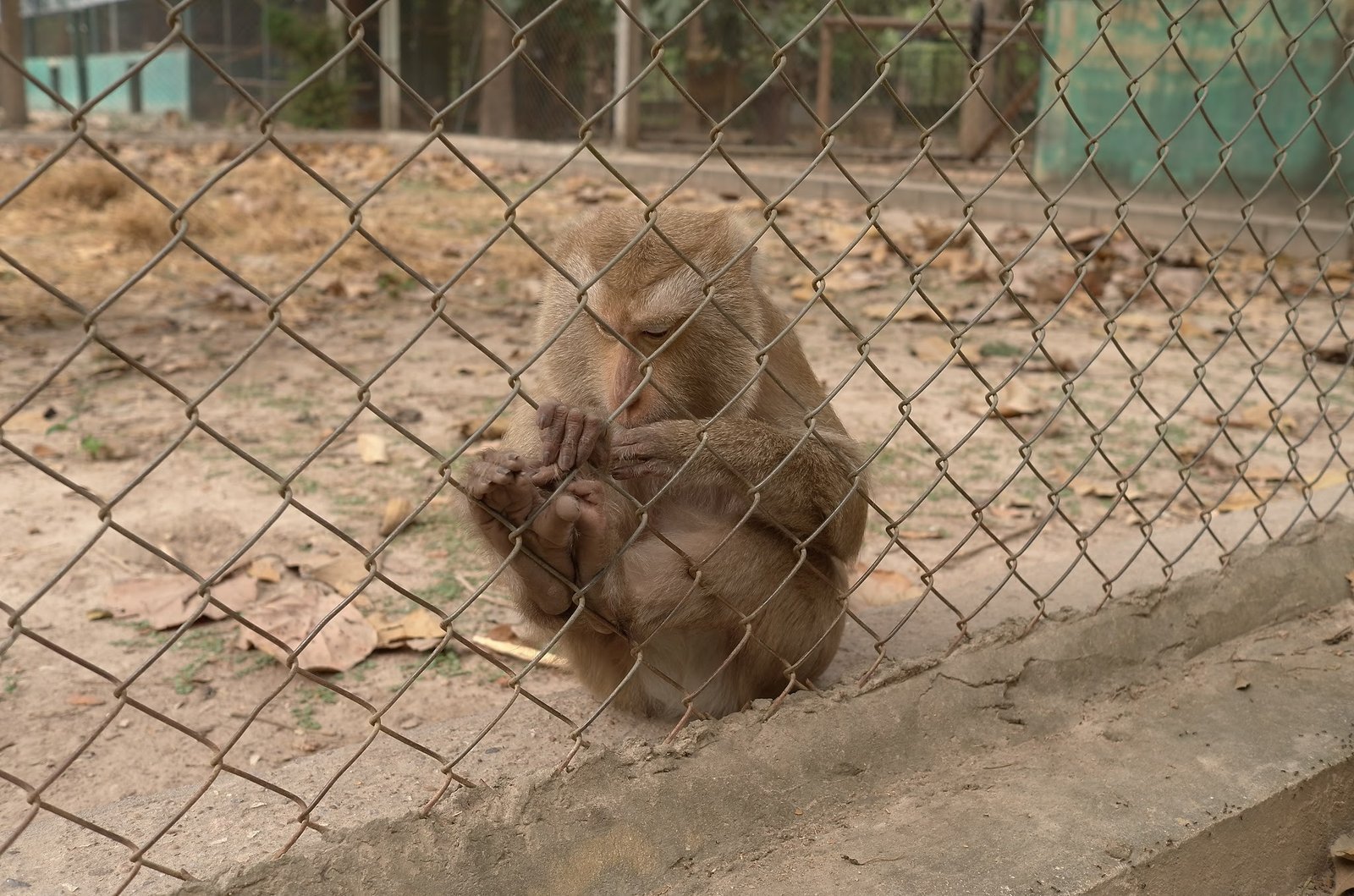 A macaque sits alone on the dry ground of its enclosure at Wildlife Friends Foundation Thailand.