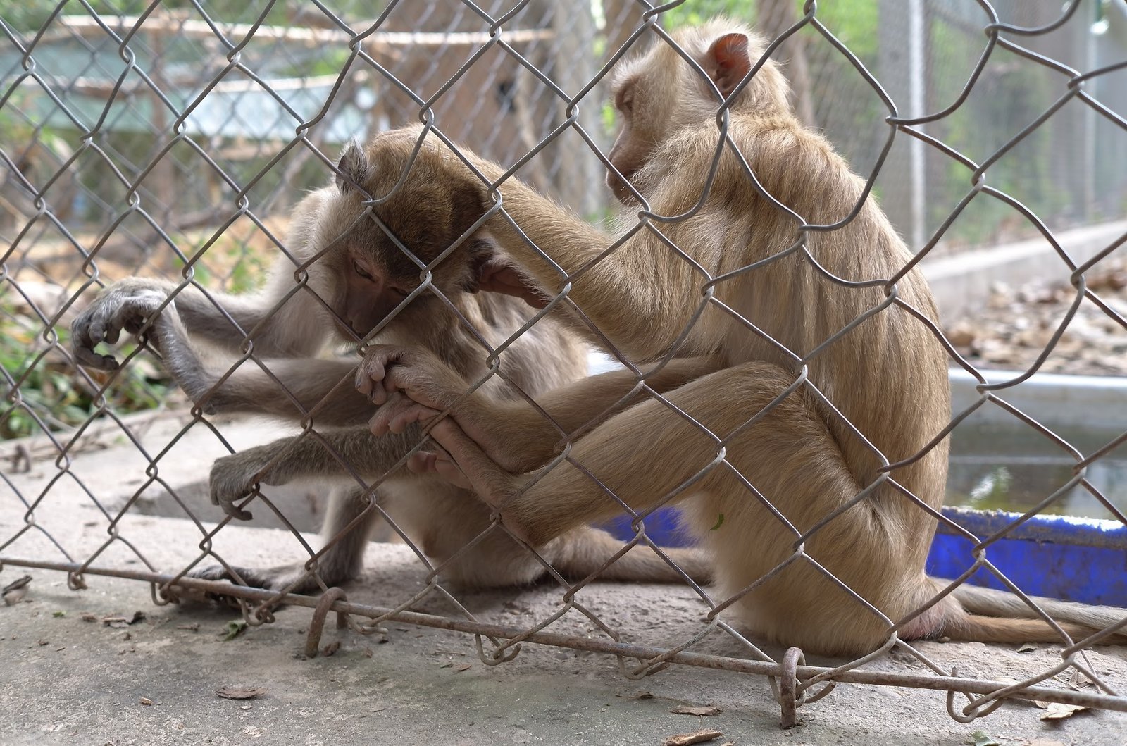 Two macaques groom each other behind a wire fence at Wildlife Friends Foundation Thailand.