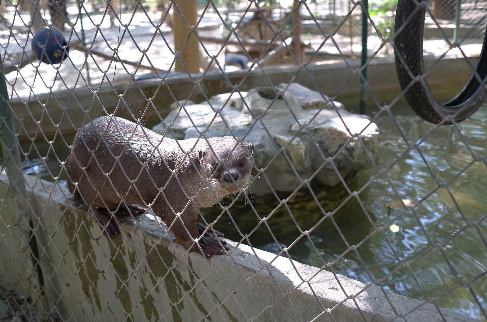 An otter stands on the edge of a small pool at Wildlife Friends Foundation Thailand.
