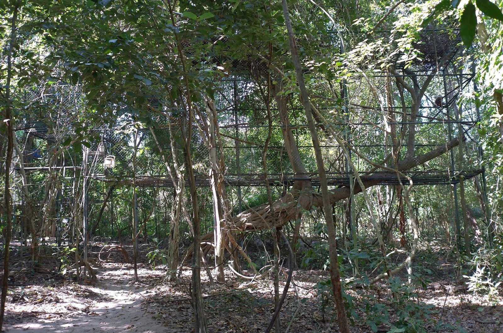 Ropes and platforms fill a primate enclosure under green trees at Wildlife Friends Foundation Thailand.