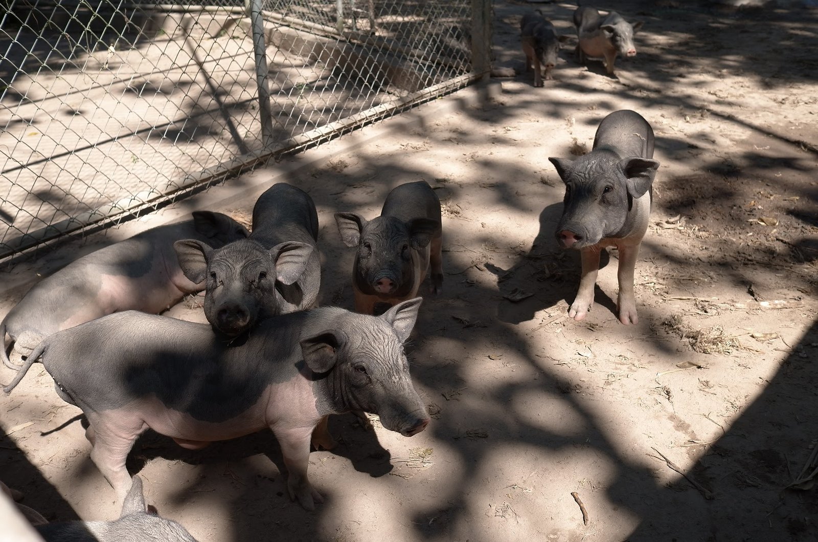 A group of black pigs stands in a shady pen at Wildlife Friends Foundation Thailand.
