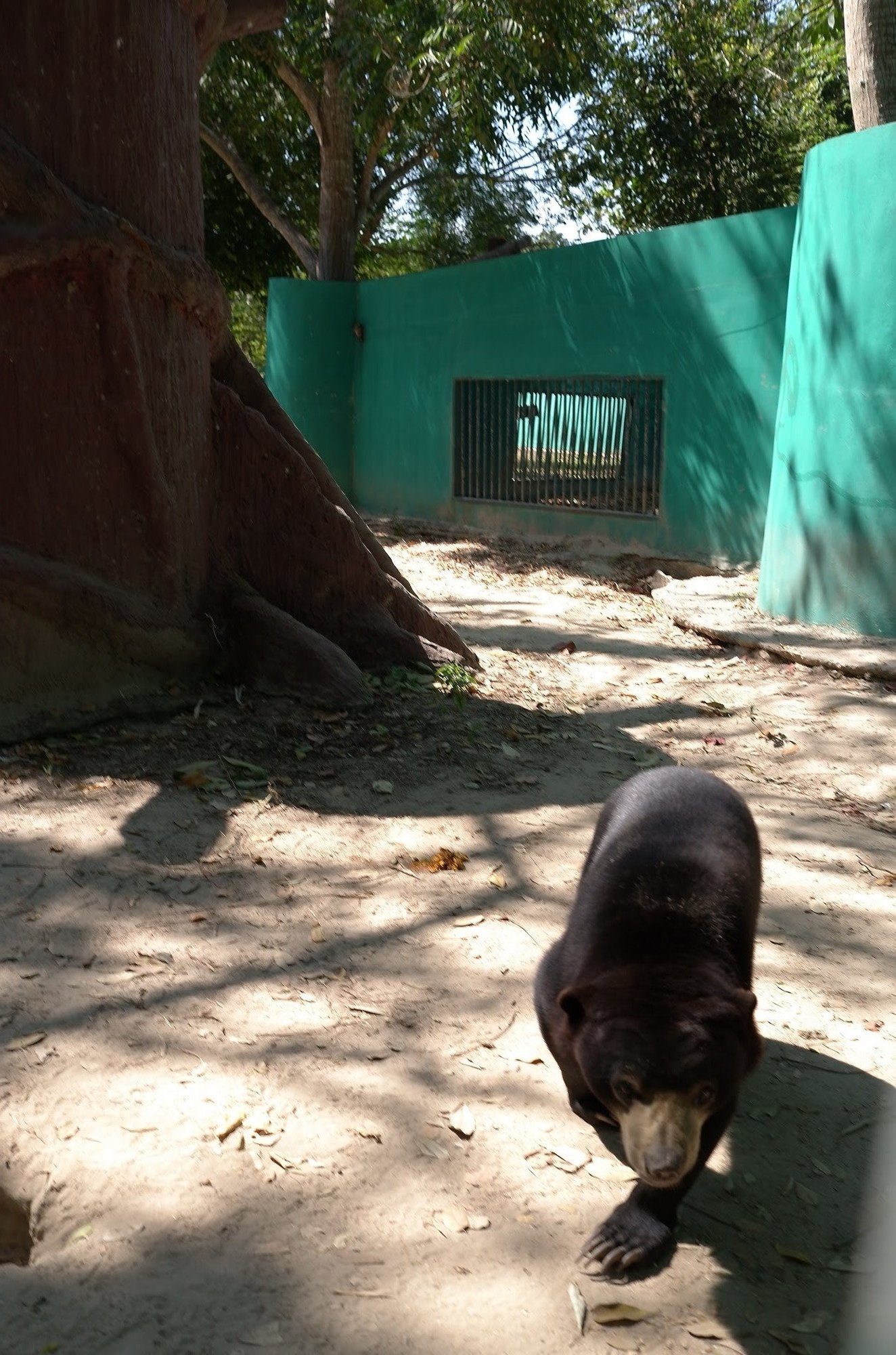 A small black bear walks across a sandy enclosure at Wildlife Friends Foundation Thailand.