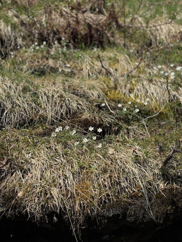 White wood anemones in dry grass and moss on the slope above Voss