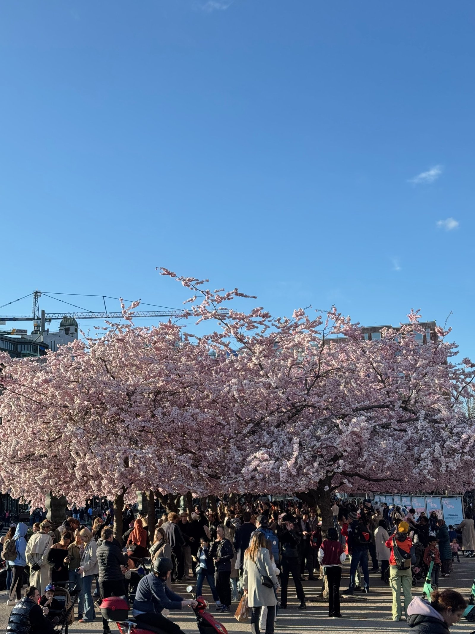 Cherry blossoms in bloom at Kungstr&auml;dg&aring;rden, Stockholm, in spring, photographed by Zayera Khan