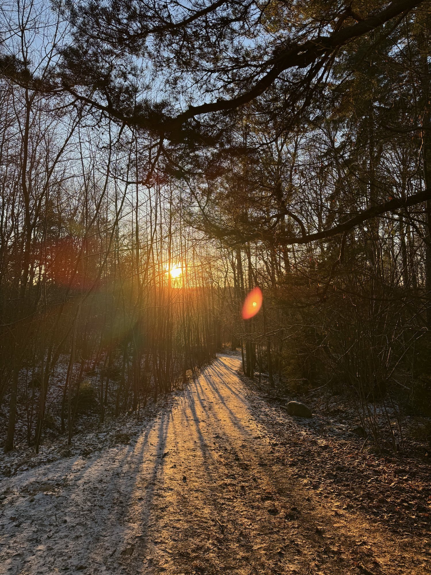 A low sun shines through pine trees onto a gravel forest path near Stockholm.