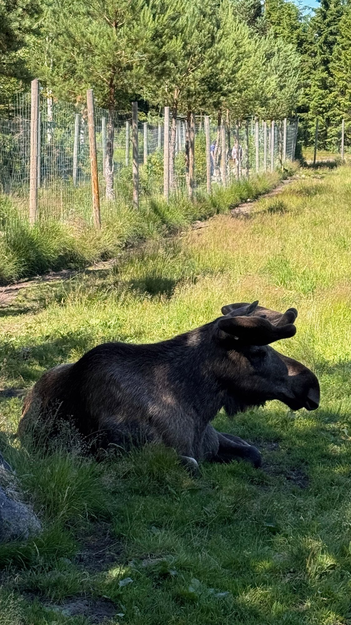 A moose with velvet antlers rests in green grass at a moose park.