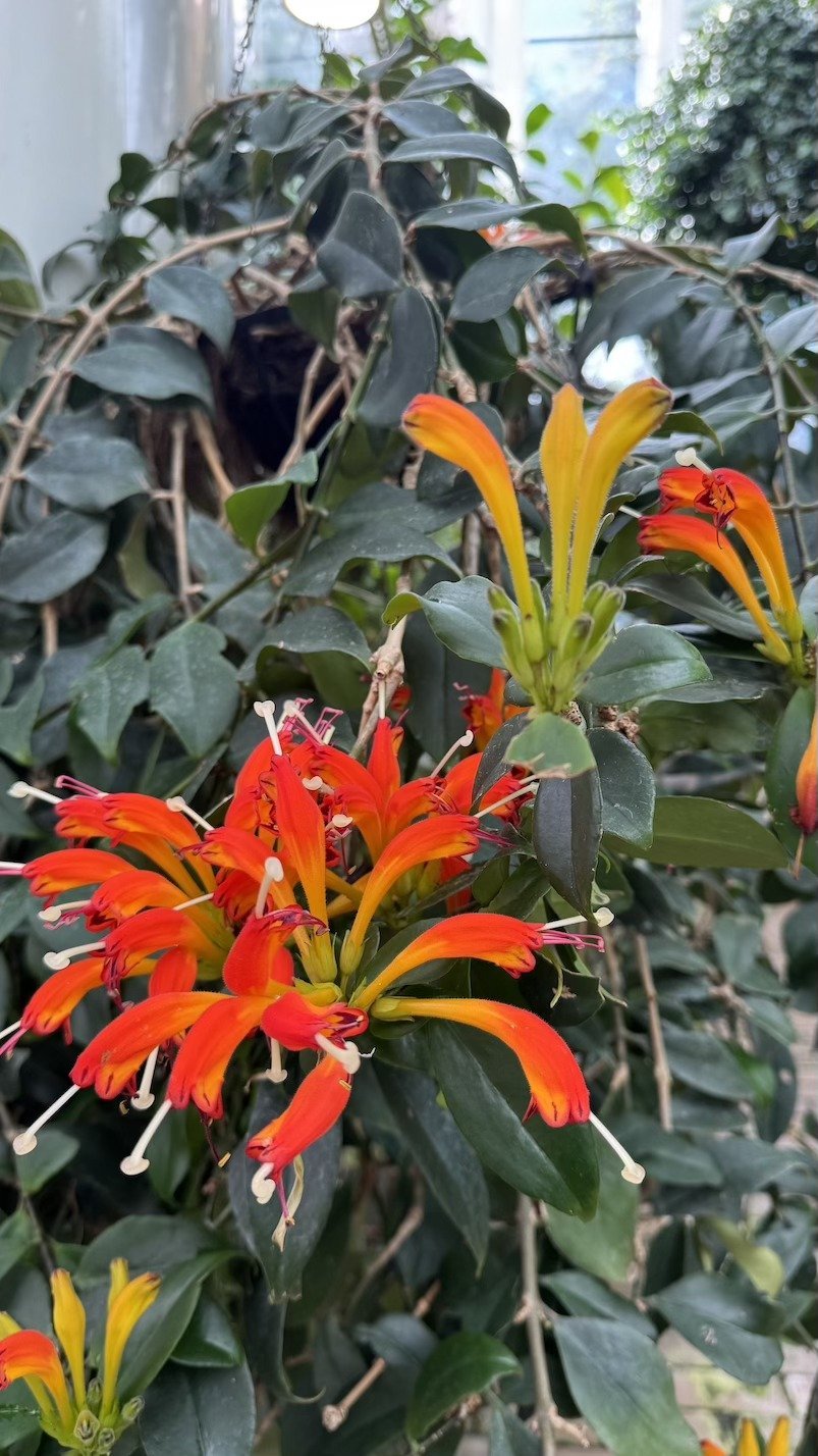Clusters of bright orange trumpet-shaped flowers among dark green leaves.