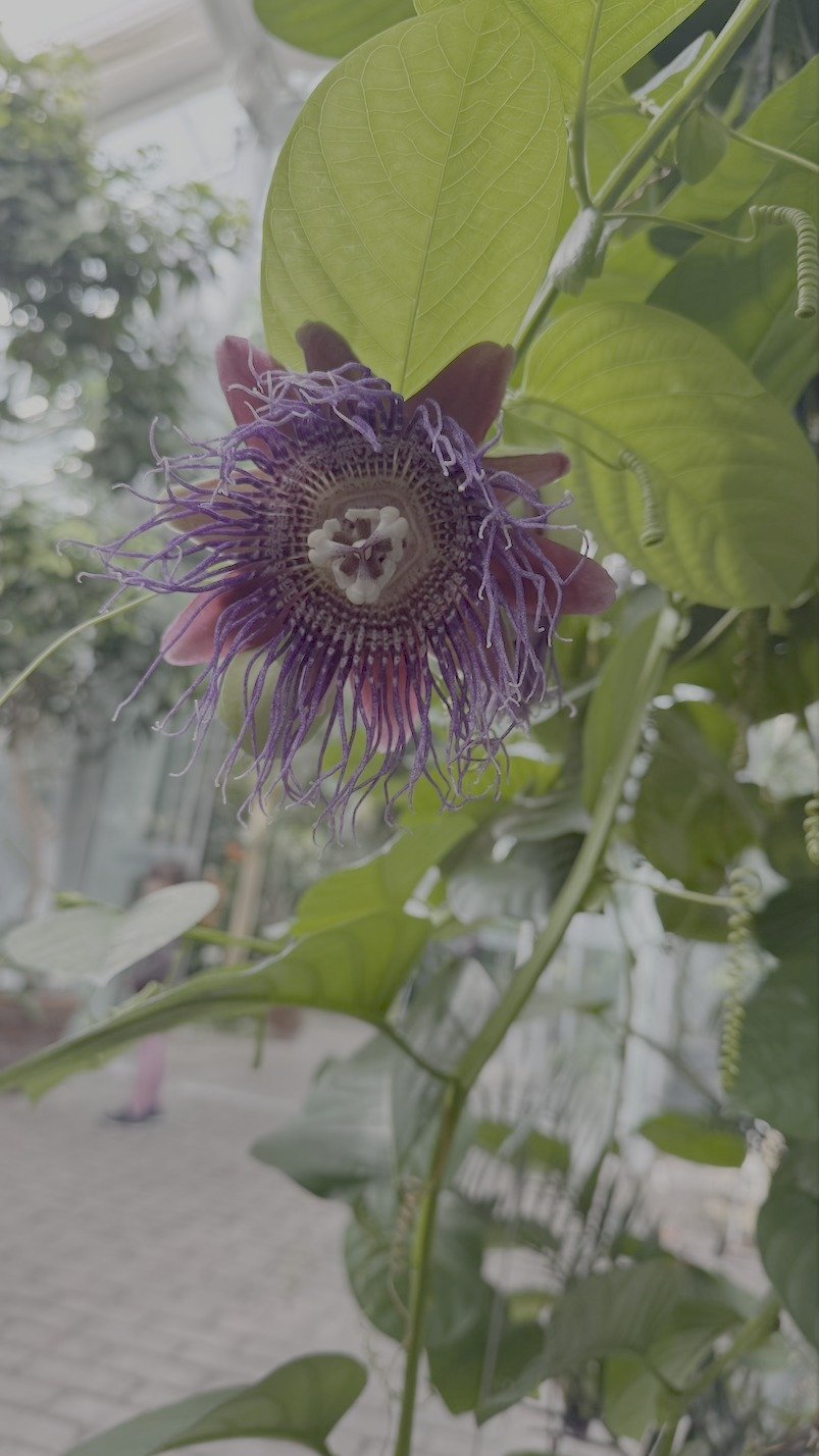 Close-up of a purple and white passion flower, with green leaves in the background.