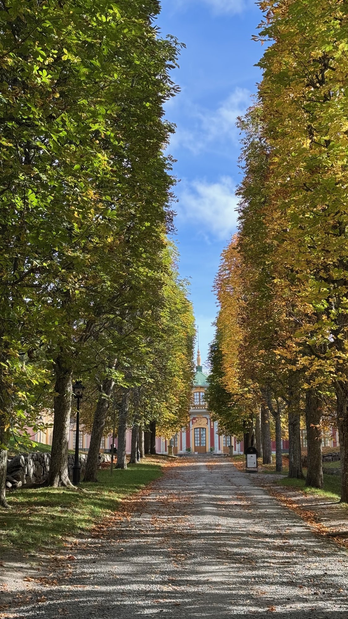 A gravel path between two rows of tall trees with yellow autumn leaves, leading toward a building far away.