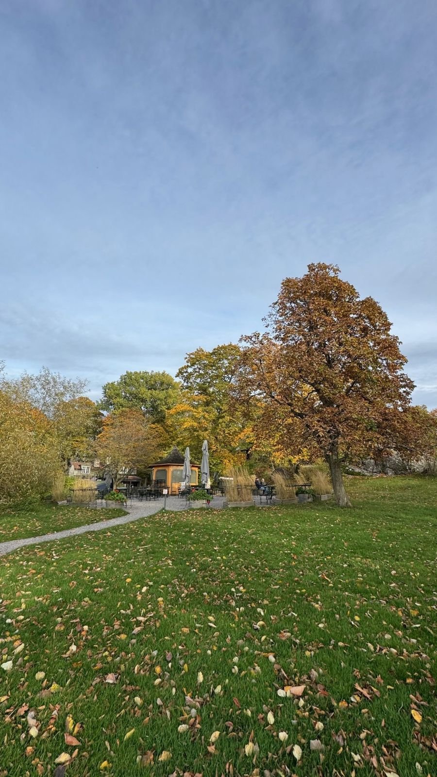 A green lawn with fallen leaves and large autumn trees in the park at Waldemarsudde.