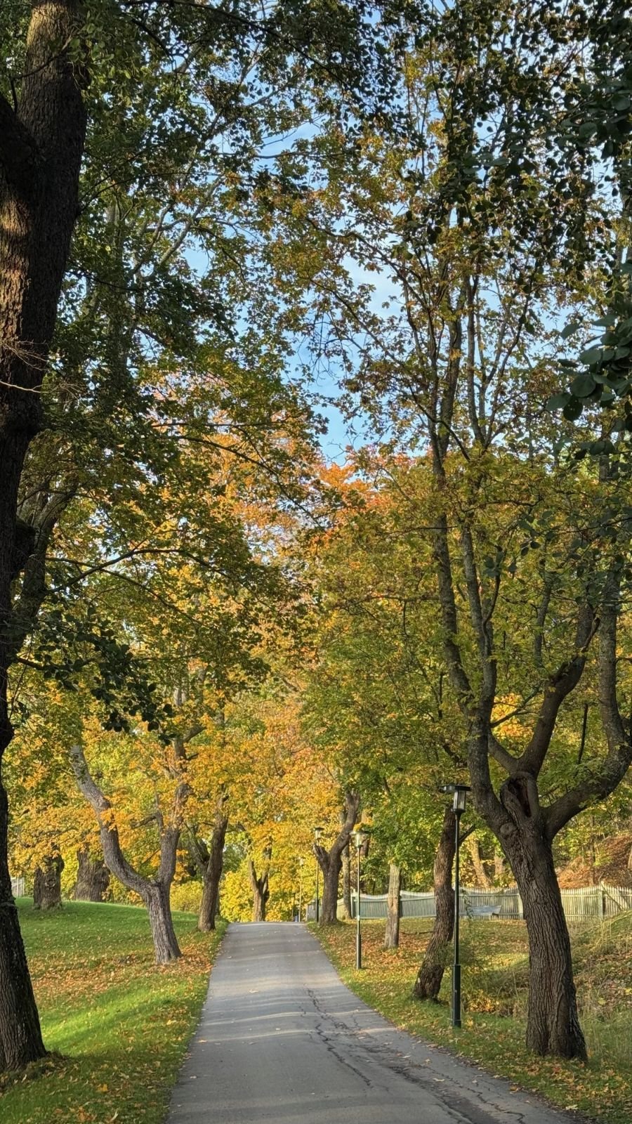 A narrow road under tall autumn trees leads toward Waldemarsudde on Djurgården.