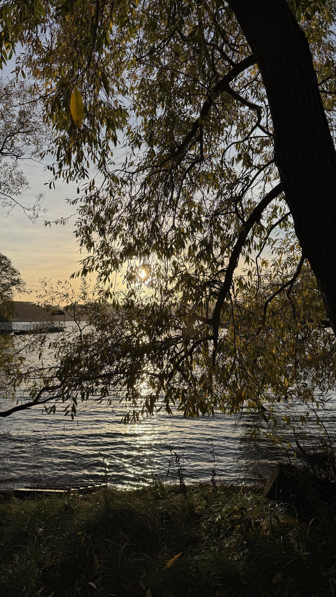 The low sun shines through tree branches over the water at Waldemarsudde.